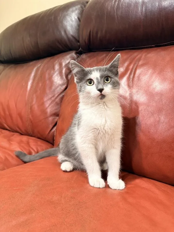 A young medium-sized male Domestic Short Hair cat named Nix for adoption in Denver, CO