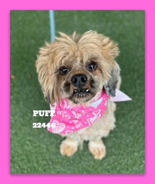 An adult small-sized female Terrier dog named Puff for adoption in Marietta, GA