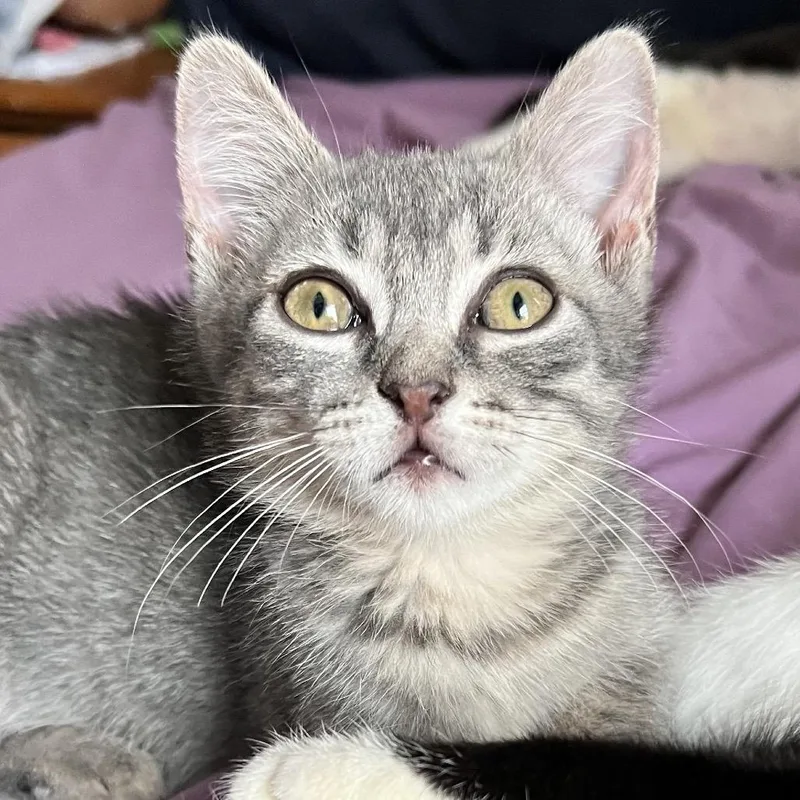 A baby small-sized female Gray / Blue / Silver Domestic Short Hair cat named Melissa for adoption in Middle Village, NY