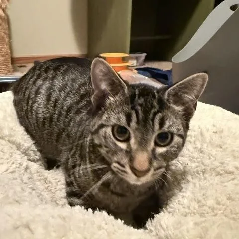 A baby medium-sized male Domestic Short Hair cat named Grady for adoption in Farmington, MN
