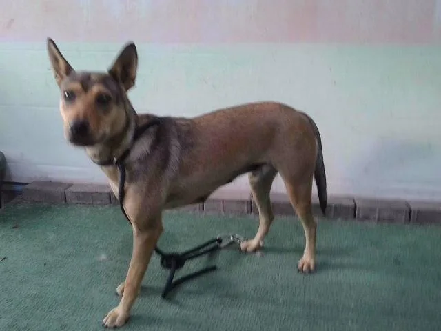 Canela