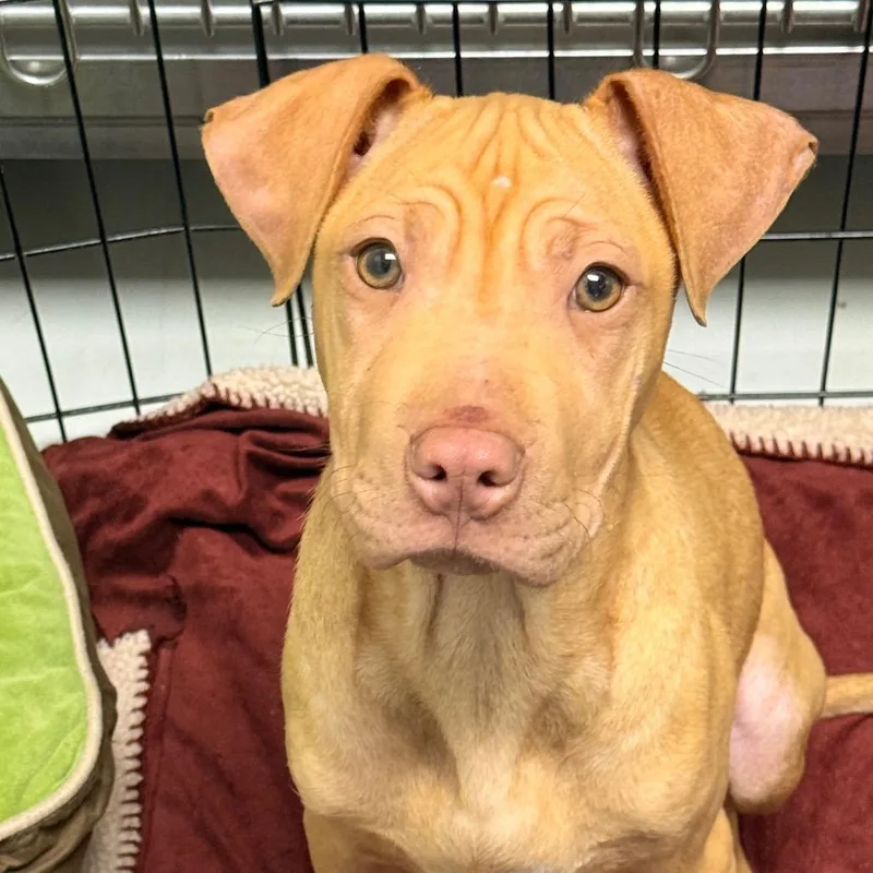 A baby medium-sized female Yellow / Tan / Blond / Fawn Pit Bull Terrier dog named Beth for adoption in Evansville, IN