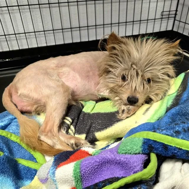An adult small-sized male Cairn Terrier dog named Blitz for adoption in Long Beach, CA