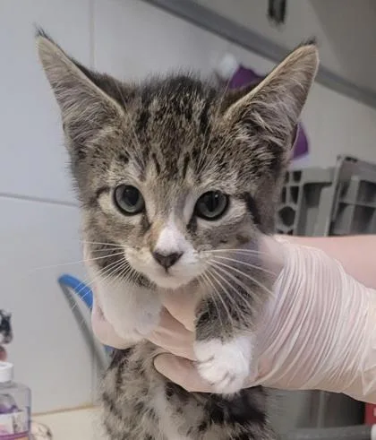A baby small-sized male Domestic Short Hair cat named Neptune for adoption in West Chester, PA