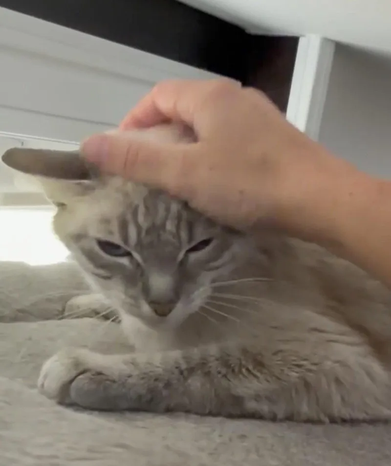 A young medium-sized female Siamese cat named Olive Meet at Petco for adoption in Harrisburg, PA