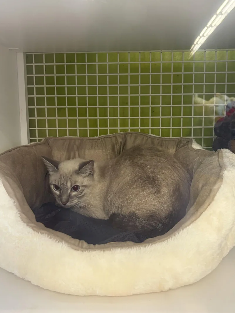 Olive Meet at Petco thumbnail 2