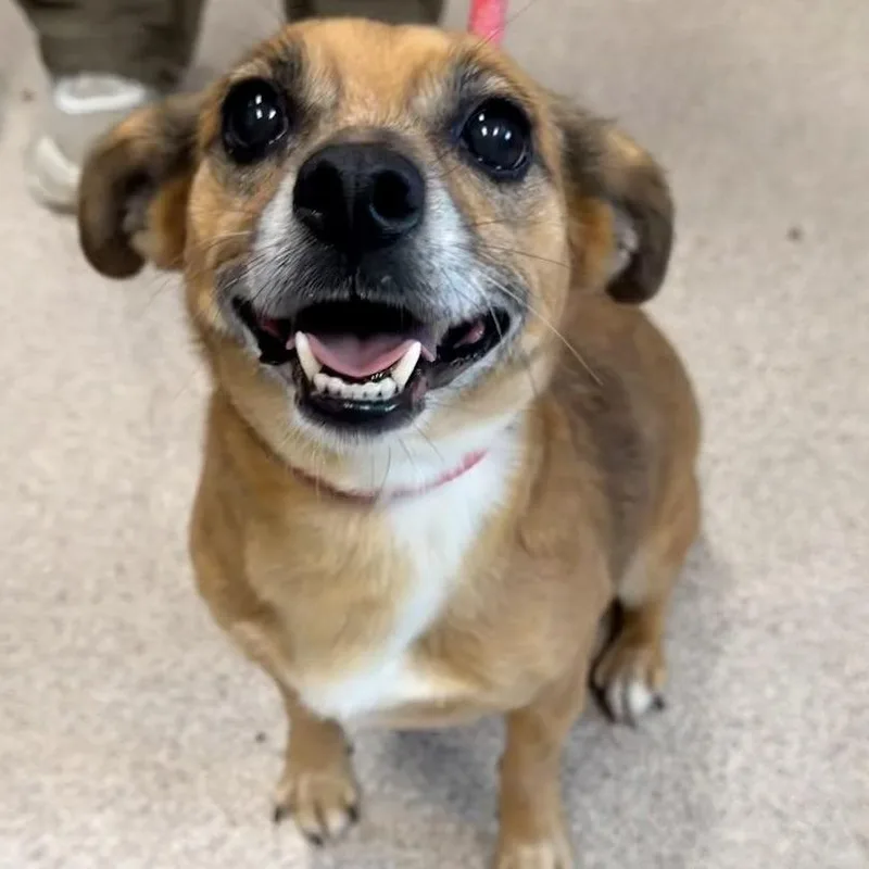 An adult small-sized female Yellow / Tan / Blond / Fawn Chihuahua dog named Leigh for adoption in Horn Lake, MS