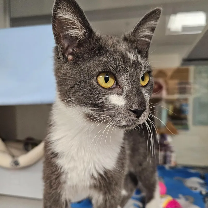 A baby medium-sized male Domestic Short Hair cat named Jadwin for adoption in Shoreline, WA