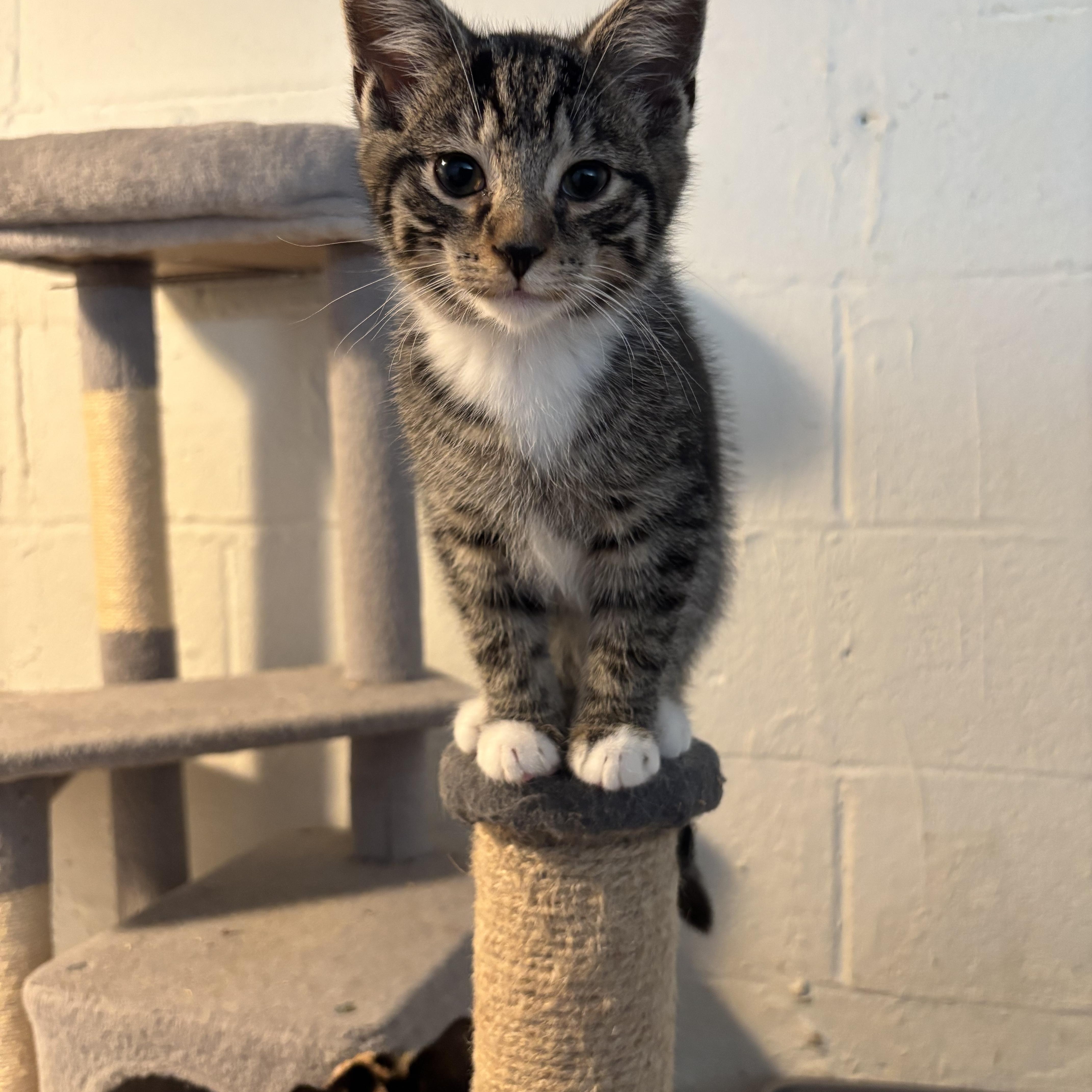 A baby medium-sized male Tabby (Brown / Chocolate) Domestic Short Hair cat named Marvin for adoption in Chambersburg, PA