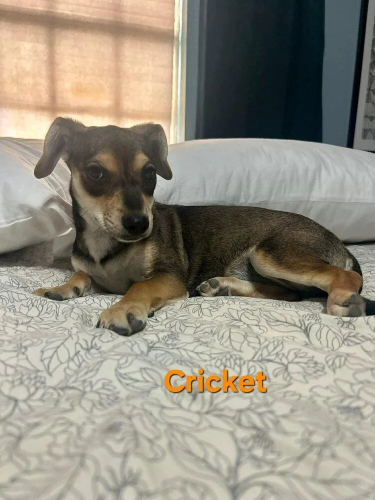 Cricket Valley thumbnail 3