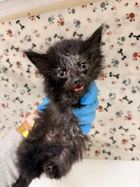 A baby small-sized female Domestic Short Hair cat named Midnight for adoption in Riverside, CA