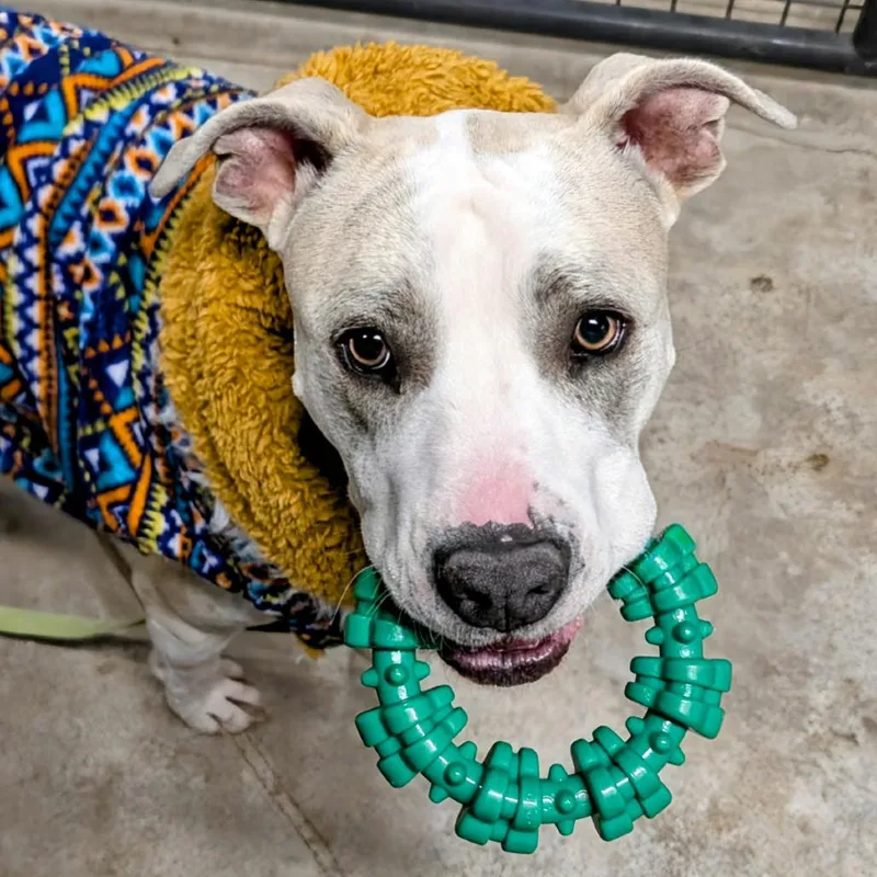 An adult small-sized male Pit Bull Terrier dog named Doji for adoption in Rogersville, MO