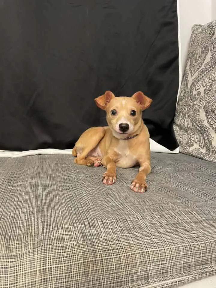 An adult small-sized female Chihuahua dog named Chanel for adoption in Walker, LA