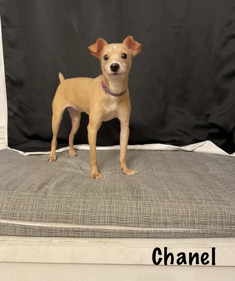 Chanel thumbnail 3
