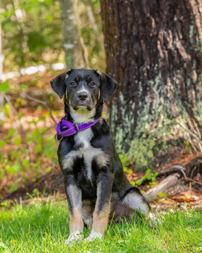 A baby medium-sized female Mixed Breed dog named Butterball for adoption in Berwick, ME