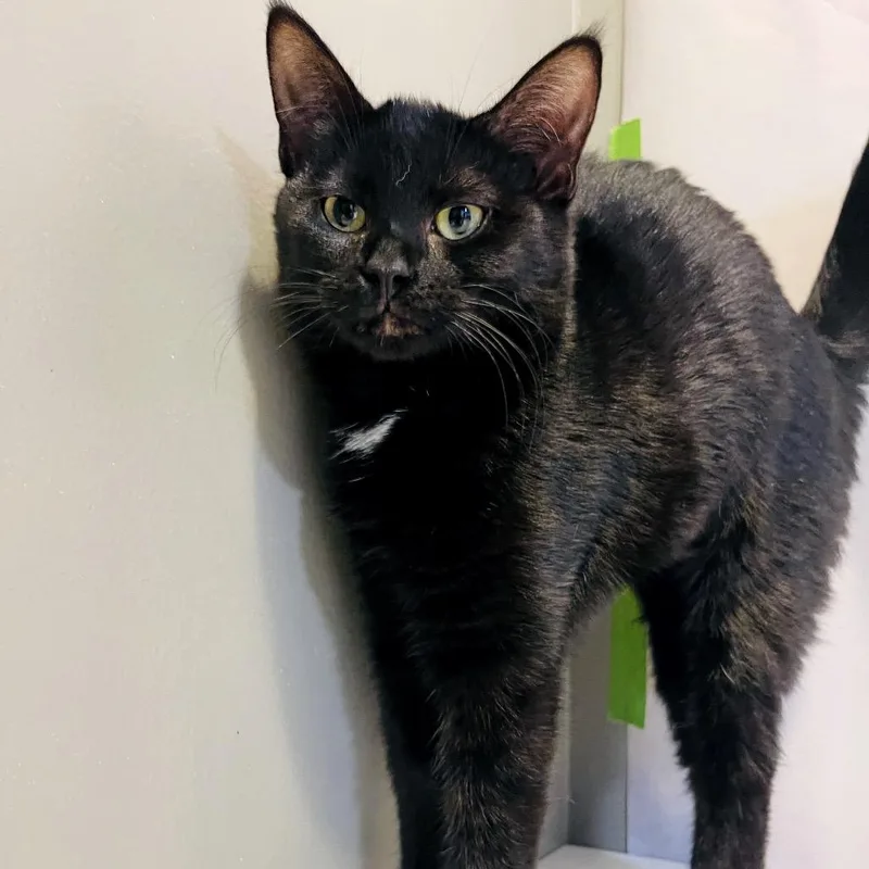 Sooty Sara