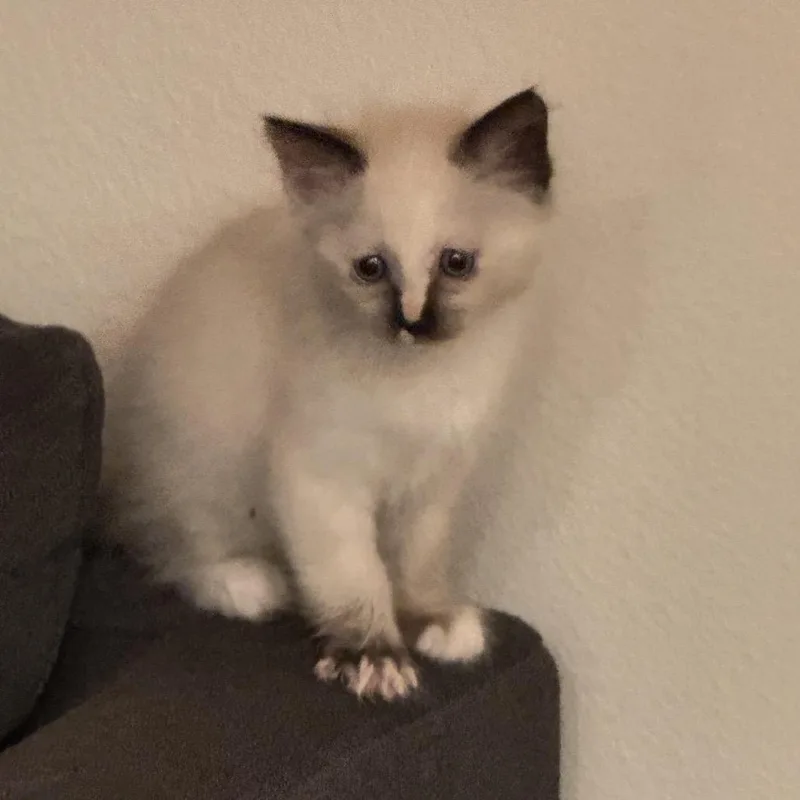A baby small-sized female White Siamese cat named Doja for adoption in Long Beach, CA