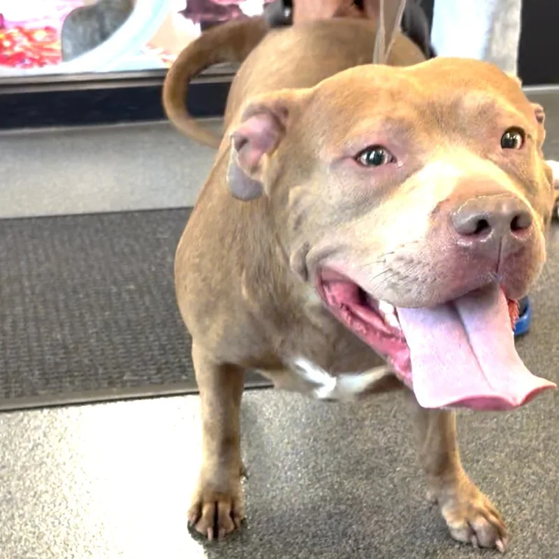 An adult large-sized female Brown / Chocolate Mixed Breed dog named Diamante for adoption in Allentown, PA