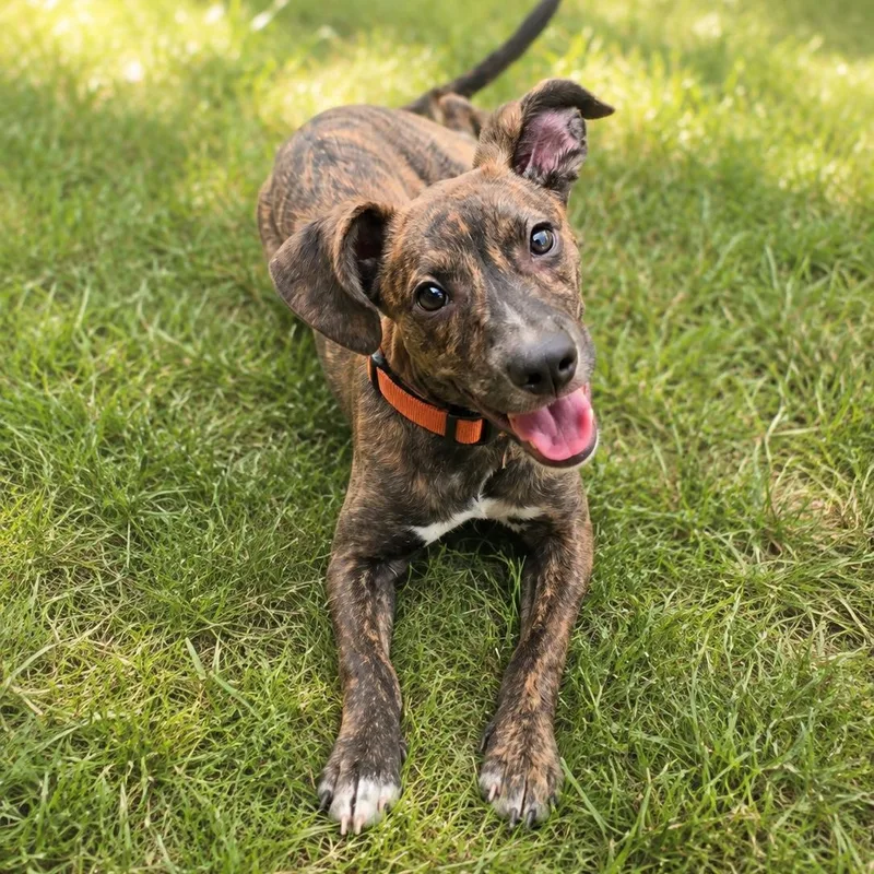 A baby medium-sized female Brindle Mixed Breed dog named Sweet Pea for adoption in Houston, TX