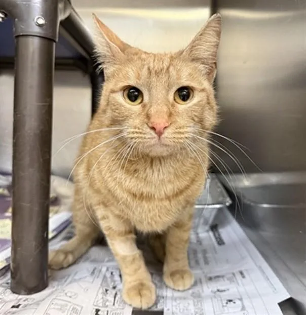 An adult medium-sized female Domestic Short Hair cat named Sonny for adoption in Aurora, IL