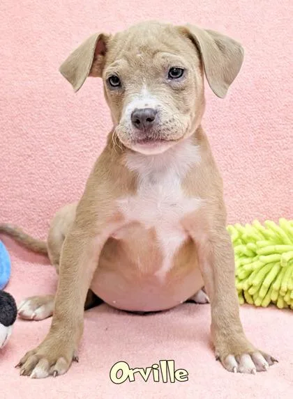 A baby small-sized male Fox Terrier dog named Orville for adoption in Mason, MI