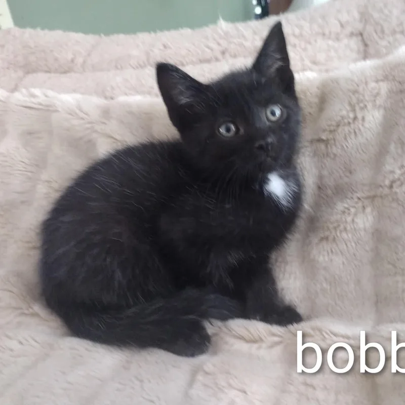 A baby medium-sized male Black Bombay cat named Baby Bobby for adoption in Wyandotte, MI