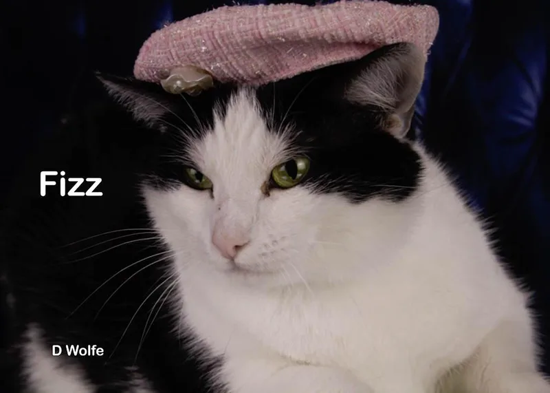 An adult medium-sized female Tuxedo cat named Fizz for adoption in York, NE