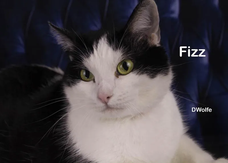 Fizz thumbnail 2
