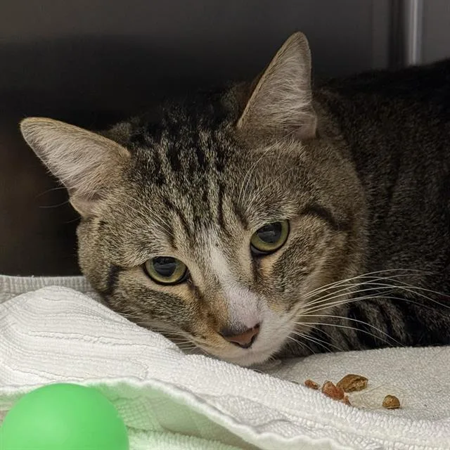 A young medium-sized male Domestic Short Hair cat named Yoyo for adoption in Las Vegas, NV