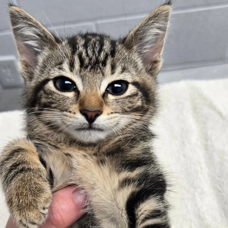Moroney