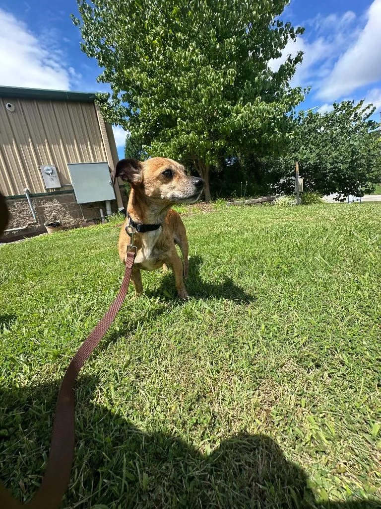 An adult small-sized male Chihuahua dog named Willy for adoption in Blountville, TN