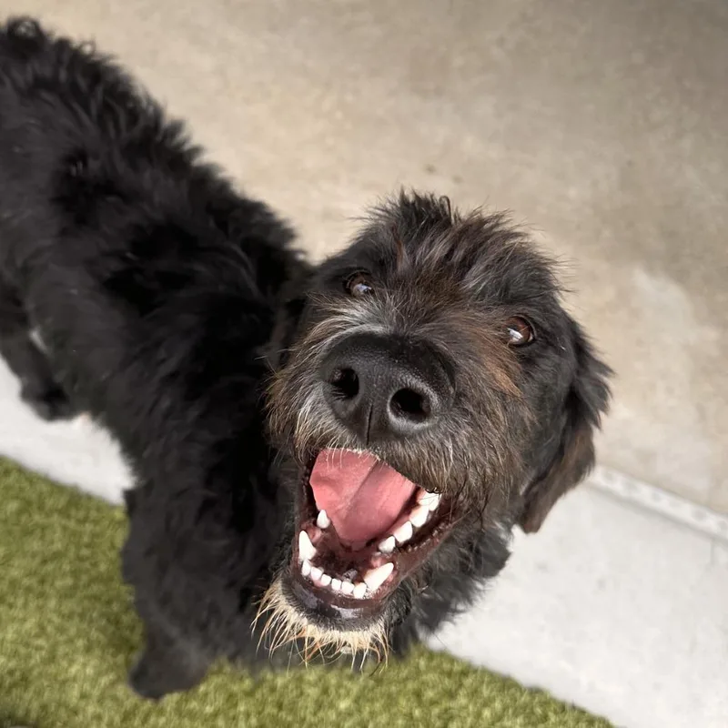 A young large-sized male Black Poodle dog named Stanley for adoption in Cody, WY