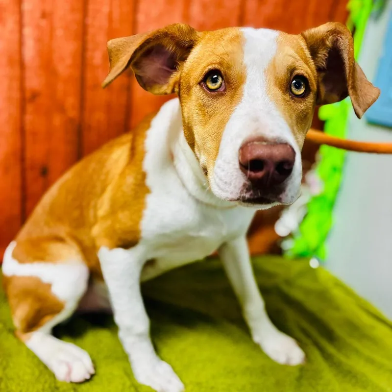 A young medium-sized male Red / Chestnut / Orange Hound dog named Riley for adoption in Lebanon, MO