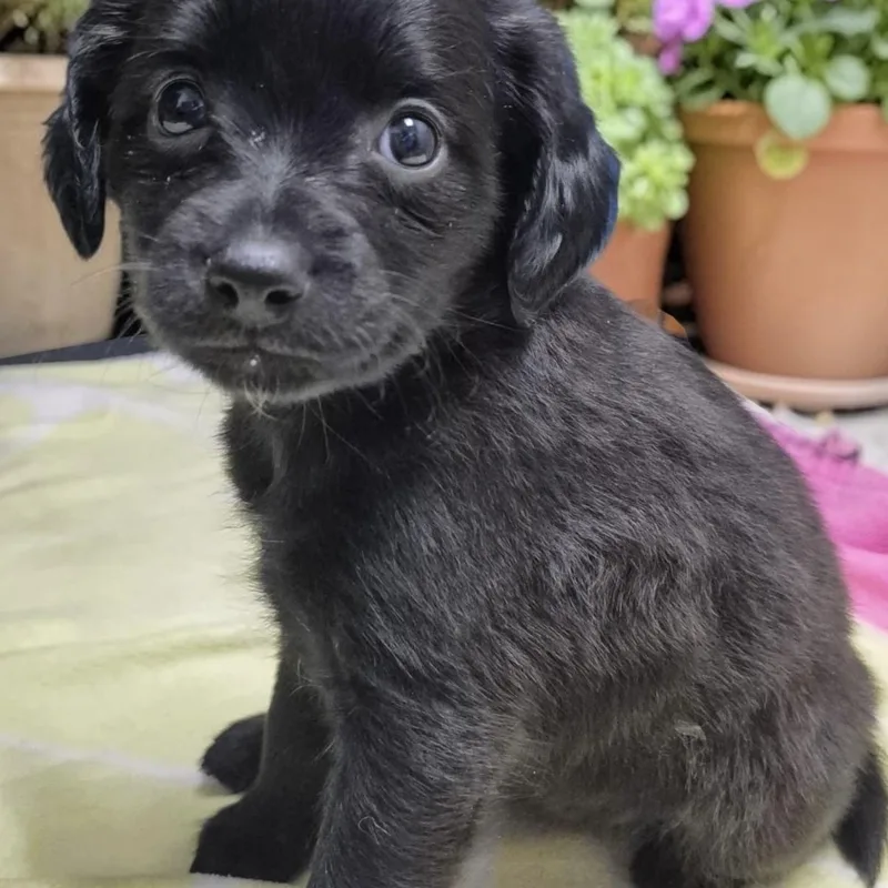 A baby small-sized female Spaniel dog named Pansy for adoption in Los Angeles, CA