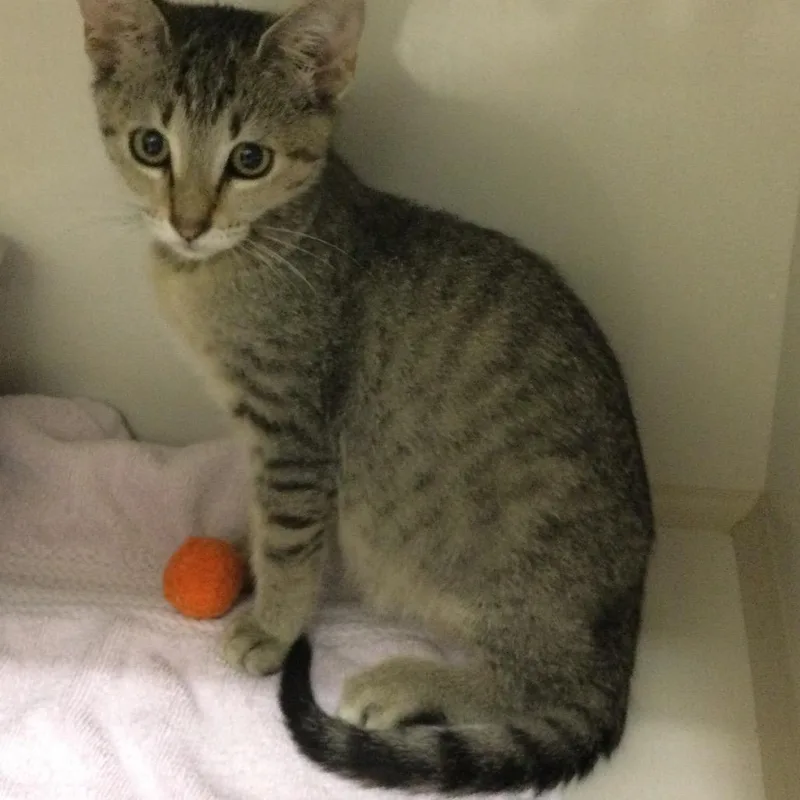 A baby small-sized male Brown / Chocolate Domestic Short Hair cat named Cinnamoroll for adoption in Redwood City, CA