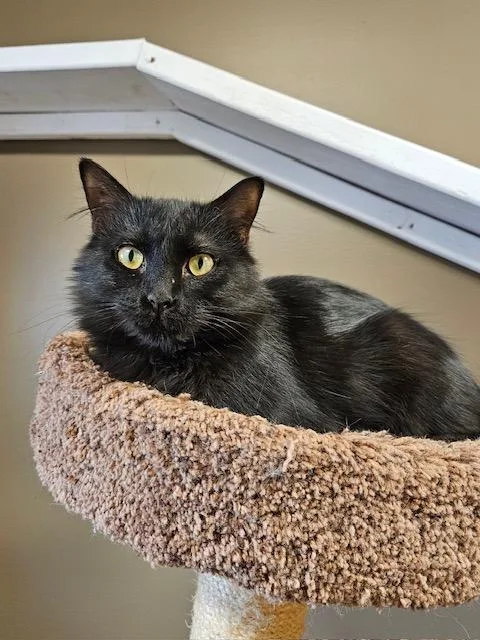 An adult medium-sized female Domestic Long Hair cat named Betty for adoption in Davenport, IA
