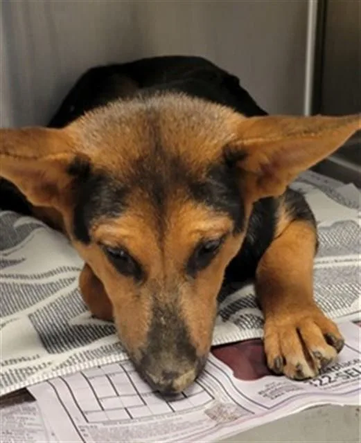 A baby small-sized male German Shepherd Dog dog named Hot Wheels for adoption in Lancaster, CA