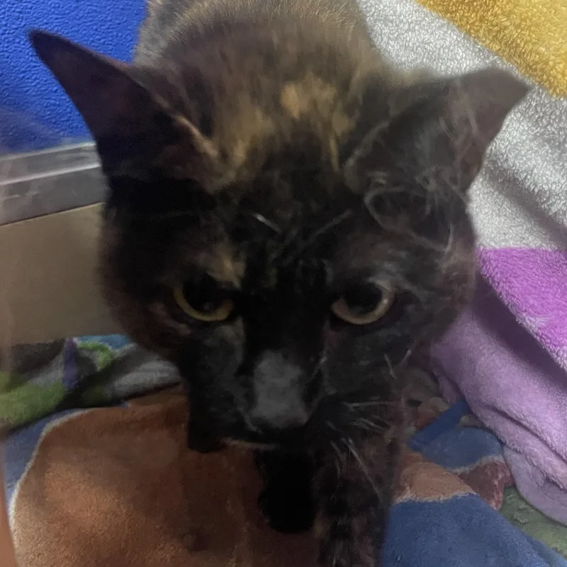 An adult medium-sized female Tortoiseshell Domestic Short Hair cat named Dumplin' for adoption in Holly, MI