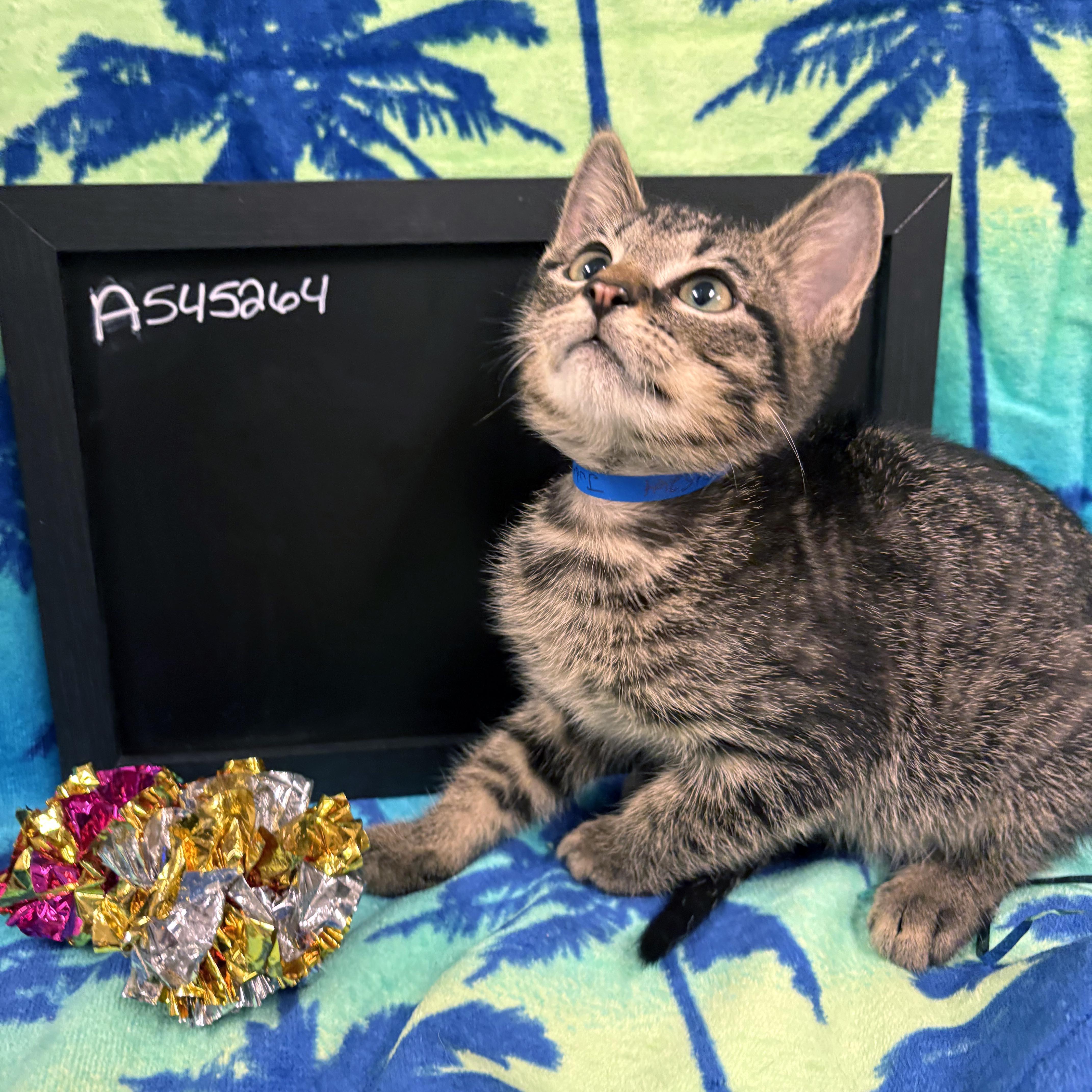 A baby medium-sized male Black Domestic Short Hair cat named Jude for adoption in Lake Monroe, FL