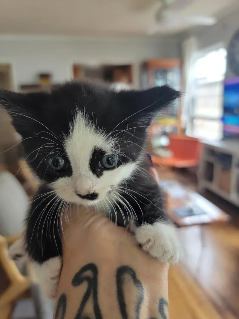 A baby small-sized male Domestic Medium Hair cat named Spotty for adoption in Long Beach, CA