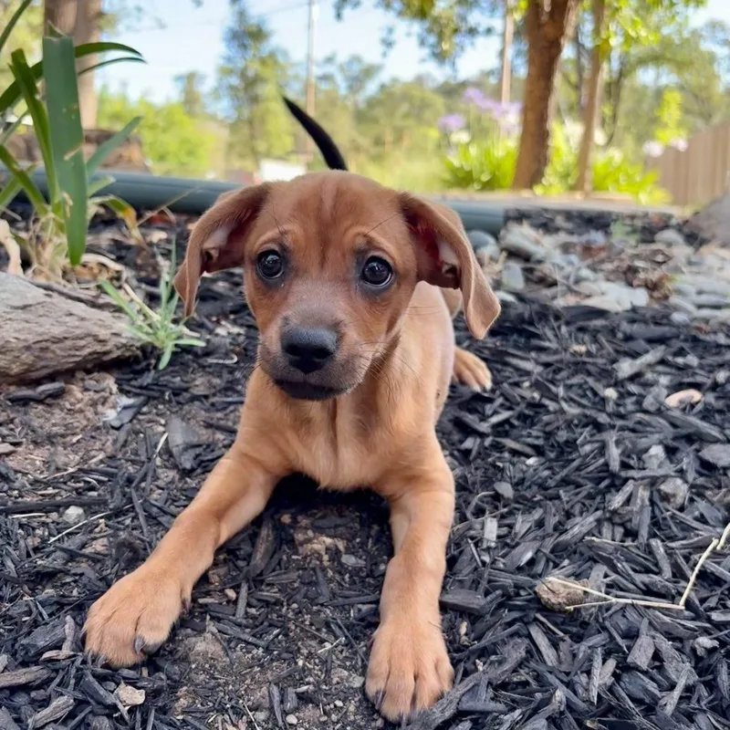 Oscar