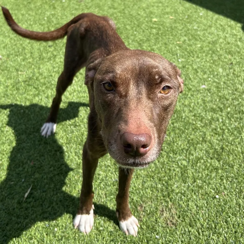 A young medium-sized female Brown / Chocolate Mixed Breed dog named Godiva for adoption in Jupiter, FL
