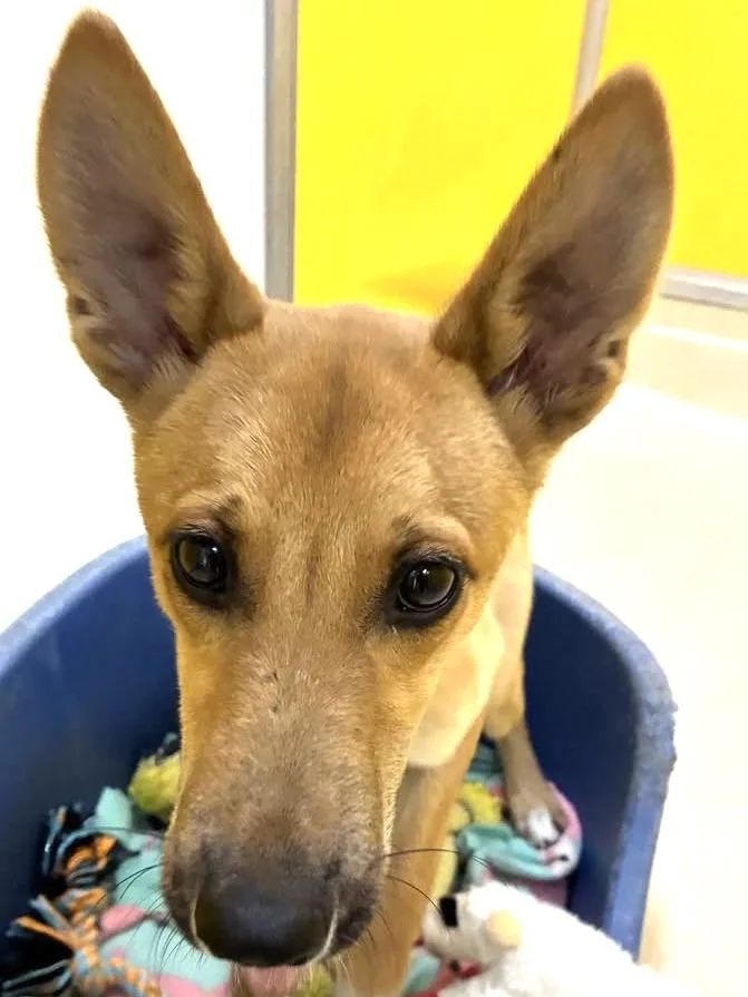 A baby small-sized male Golden German Shepherd Dog dog named Stimpy for adoption in San Luis, CO