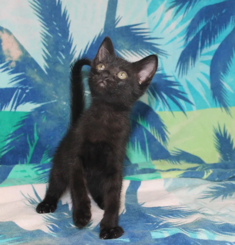 A baby medium-sized female Black Domestic Short Hair cat named Spot for adoption in Prattville, AL