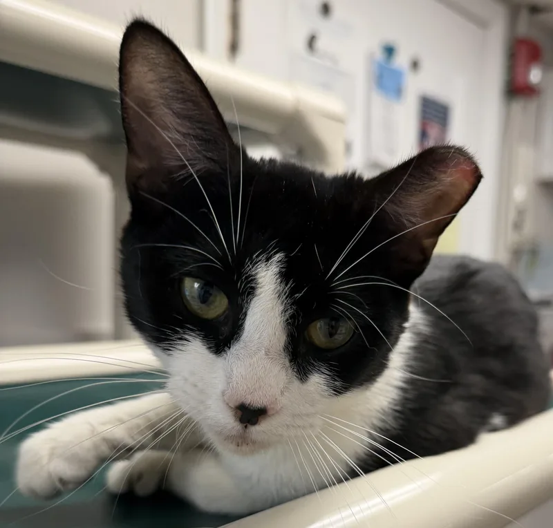 An adult medium-sized female Black & White / Tuxedo Domestic Short Hair cat named Houston for adoption in Fernandina Beach, FL