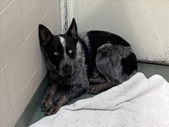 A young medium-sized male Mixed Breed dog named Boonie for adoption in Santa Fe, NM