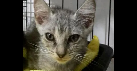 A baby small-sized female Gray / Blue / Silver Domestic Short Hair cat named Flora for adoption in Naranjito, PR