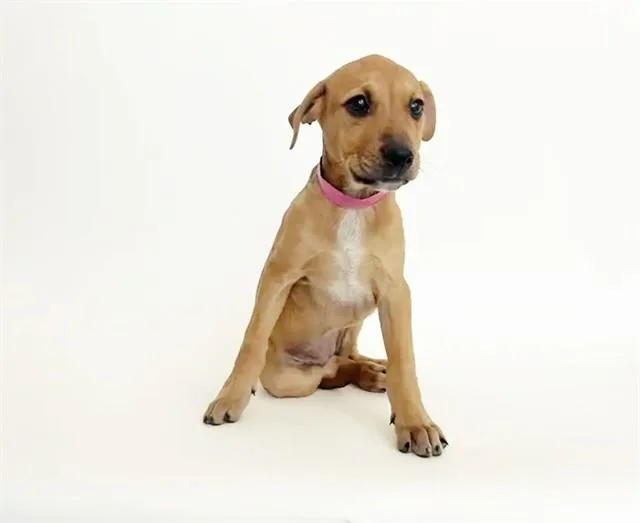 A baby small-sized female Terrier dog named Kayda for adoption in Saint Louis, MO