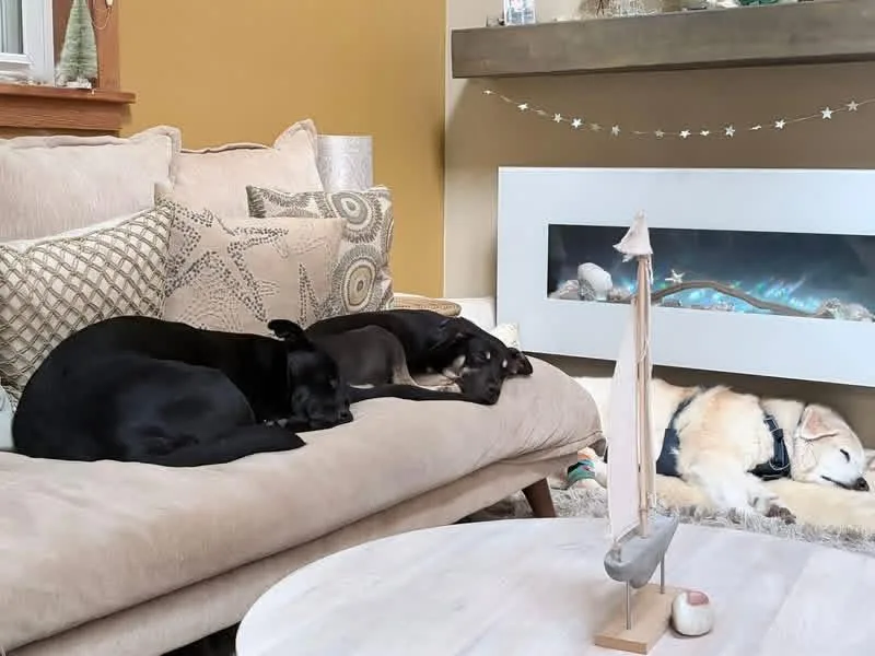 A young medium-sized male Black Shepherd dog named Moose for adoption in CLINTON, WA