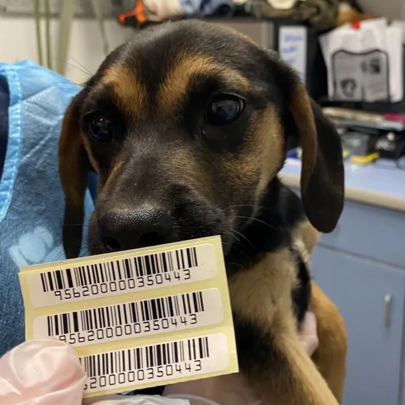A baby small-sized female Black Mixed Breed dog named Java for adoption in Charleston, WV